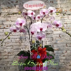Chậu Lan Hồ Điệp Trắng 5 Cành Đột Biến Lưỡi Đỏ