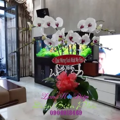 Chậu Lan Hồ Điệp Trắng 5 Cành Lưỡi Tím