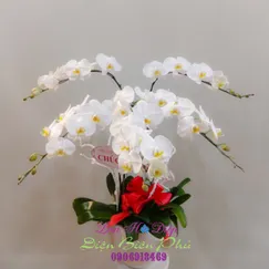 Chậu Lan Hồ Điệp Trắng 5 Cành Lưỡi Vàng