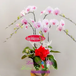 Chậu Lan Hồ Điệp Trắng 5 Cành Má Hồng