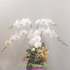 Chậu Lan Hồ Điệp Trắng 5 Cành Size Trung