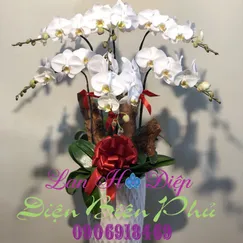 Chậu Lan Hồ Điệp Trắng 6 Cành 2 Tầng