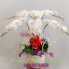 Chậu Lan Hồ Điệp Trắng 6 Cành Lưỡi Vàng