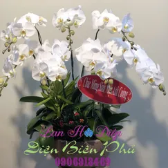 Chậu Lan Hồ Điệp Trắng 7 Cành Lưỡi Vàng