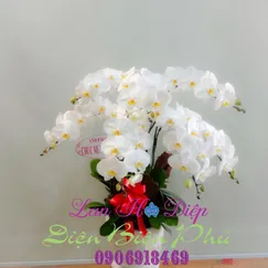 Chậu Lan Hồ Điệp Trắng 7 Cành