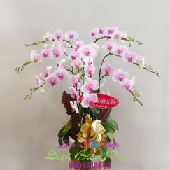 Chậu Lan Hồ Điệp Trắng 8 Cành Má Hồng