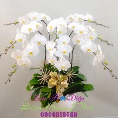 Chậu Lan Hồ Điệp Trắng 8 Cành