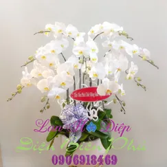 Chậu Lan Hồ Điệp Trắng 9 Cành
