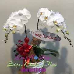 Chậu Lan Hồ Điệp Trắng Mini 2 Cành
