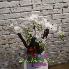 Chậu Lan Hồ Điệp Trắng Mini 5 Cành