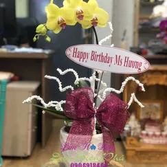 Chậu Lan Hồ Điệp Vàng 1 Cành Lưỡi Đỏ