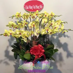 Chậu Lan Hồ Điệp Vàng 15 Cành Lưỡi Đỏ