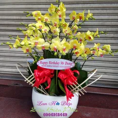 Chậu Lan Hồ Điệp Vàng 18 Cành