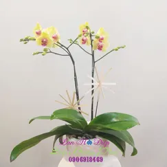 Chậu Lan Hồ Điệp Vàng 2 Cành Mini