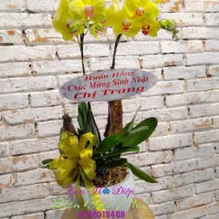 Chậu Lan Hồ Điệp Vàng 2 Cành