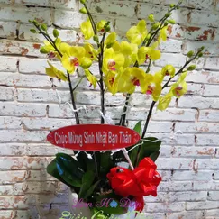 Chậu Lan Hồ Điệp Vàng 4 Cành Lưỡi Đỏ