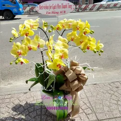 Chậu Lan Hồ Điệp Vàng Chanh 5 Cành Lưỡi Đỏ