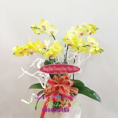 Chậu Lan Hồ Điệp Vàng 6 Cành Size Trung