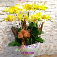 Chậu Lan Hồ Điệp Vàng 8 Cành