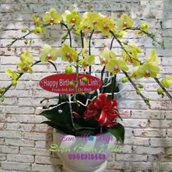 Chậu Lan Hồ Điệp Vàng 8 Cành 2 Tầng