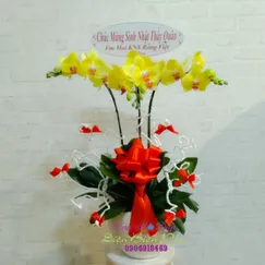 Chậu Lan Hồ Điệp Vàng Chanh 3 Cành