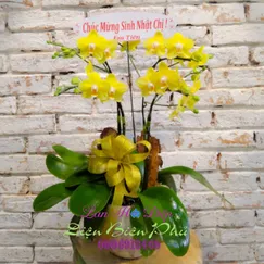 Chậu Lan Hồ Điệp Vàng Chanh 4 Cành 2 Tầng