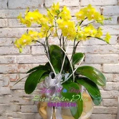 Chậu Lan Hồ Điệp Vàng Chanh 5 Cành