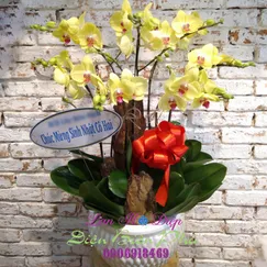 Chậu Lan Hồ Điệp Vàng Lưỡi Đỏ 7 Cành