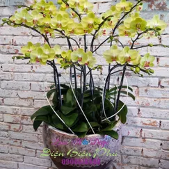 Chậu Lan Hồ Điệp Vàng Mini 10 Cành