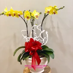 Chậu Lan Hồ Điệp Vàng Mini 3 Cành Lưỡi Đỏ