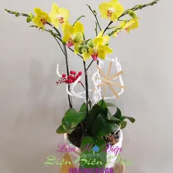 Chậu Lan Hồ Điệp Vàng Mini 3 Cành
