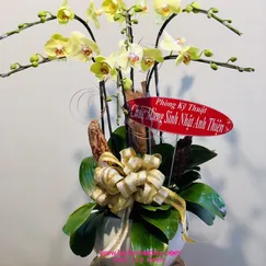 Chậu Lan Hồ Điệp Vàng Mini 6 Cành 2 Tầng