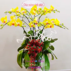 Chậu Lan Hồ Điệp Vàng Mini 6 Cành