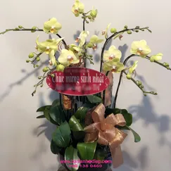 Chậu Lan Hồ Điệp Vàng Mini 8 Cành