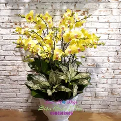 Chậu Lan Hồ Điệp Vàng Tươi 12 Cành