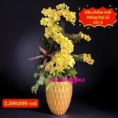 Chậu Lan Hồ Điệp Vàng - Tự Hào Hình Dáng Việt Nam
