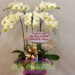 Chậu Lan Hồ Điệp Xanh Táo 5 Cành