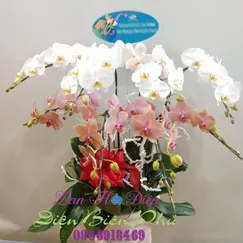 Hồ Điệp Cam Trắng 8 Cành