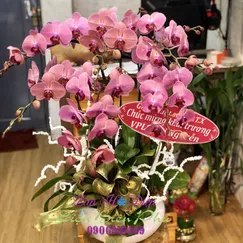 Hồ Điệp Hồng Đột Biến 6 Cành