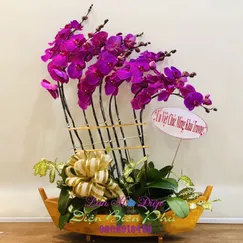 Hồ Điệp Tím 9 Cành