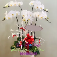 Hồ Điệp Trắng 5 Cành Lưỡi Vàng