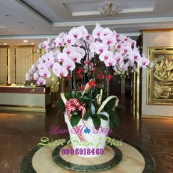 Hồ Điệp Trắng Lưỡi Đỏ 20 Cành