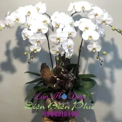 Hồ Điệp Trắng Lưỡi Vàng 5 Cành Size Trung