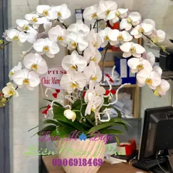 Hồ Điệp Trắng Size Lớn 5 Cành