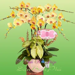 Hồ Điệp Vàng Lưỡi Đỏ 8 Cành