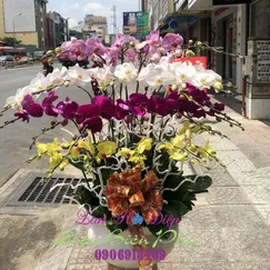 Hồ Điệp Vàng Tím Trắng Hồng 25 Cành