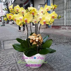 Hồ Điệp Vàng Tươi 5 Cành