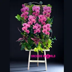 Kệ Hoa Lan Hồ Điệp 9 Cành Đỏ Hồng