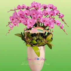 Lan Hồ Điệp 12 Cành Hồng Phấn