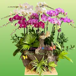 Lan Hồ Điệp Ghép Lũa 15 Cành 3 Màu